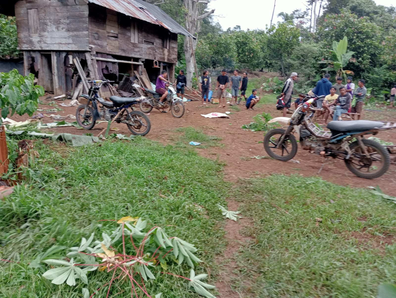 Kawanan Gajah Liar di Tanggamus Tewaskan Seorang Warga